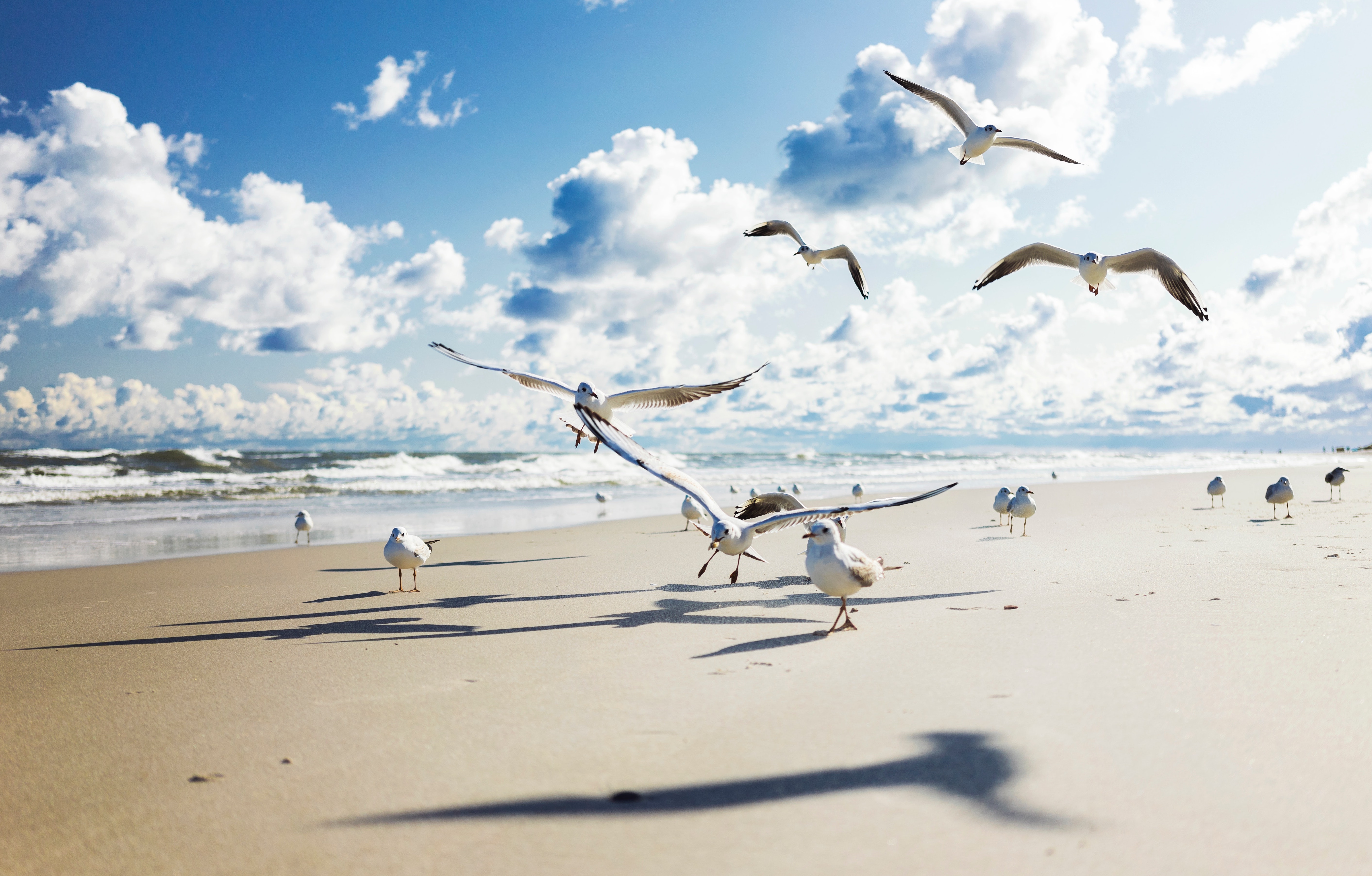 Чайки на пляже